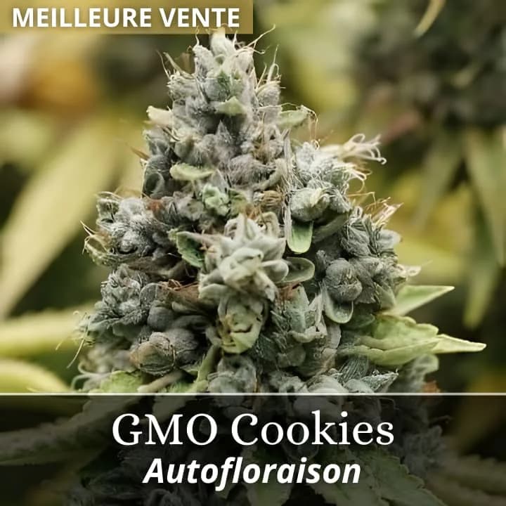 GMO Cookies Auto