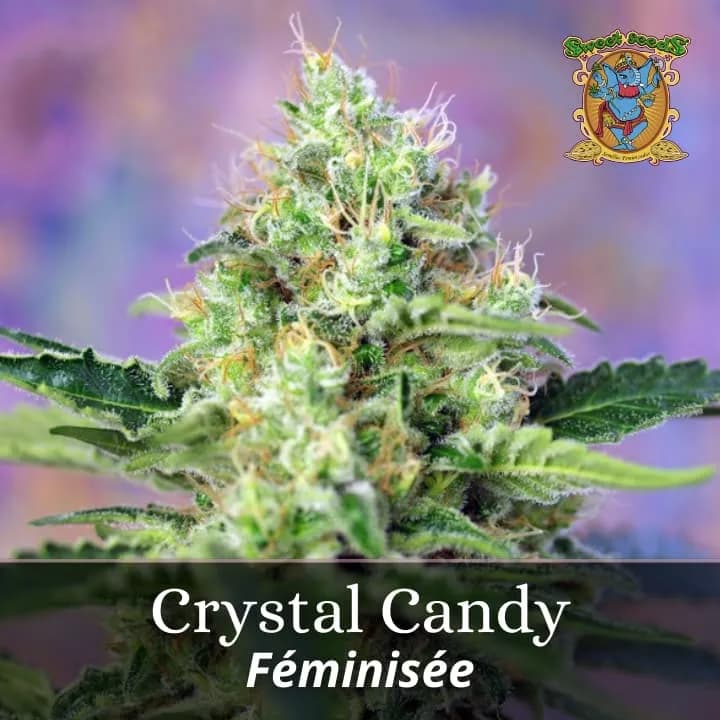 Crystal Candy PROMO