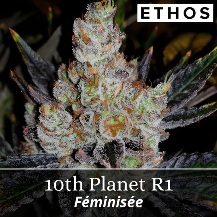 10th PLANET R1