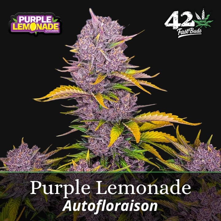 Purple Lemonade Auto PROMO