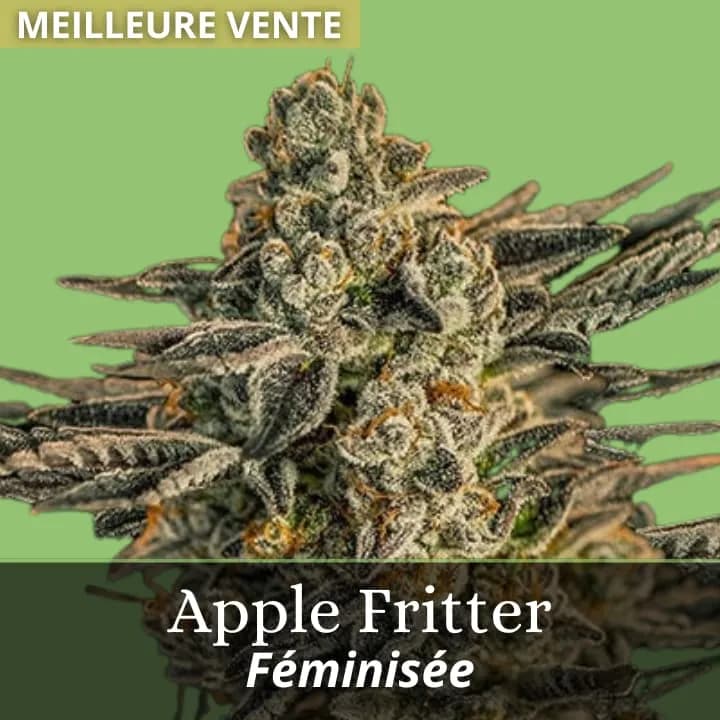 Apple Fritter