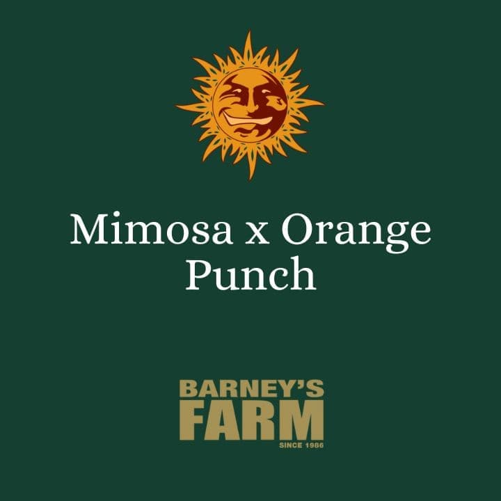 Mimosa x Orange Punch