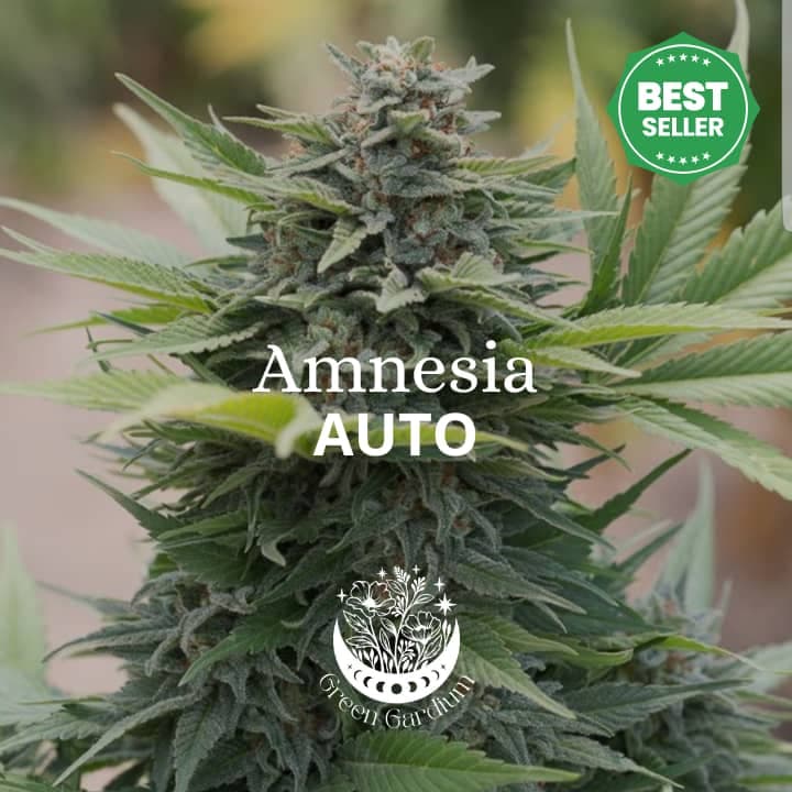 Amnesia Auto