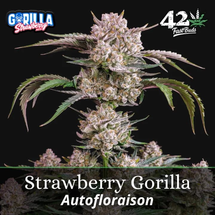 Strawberry Gorilla Auto