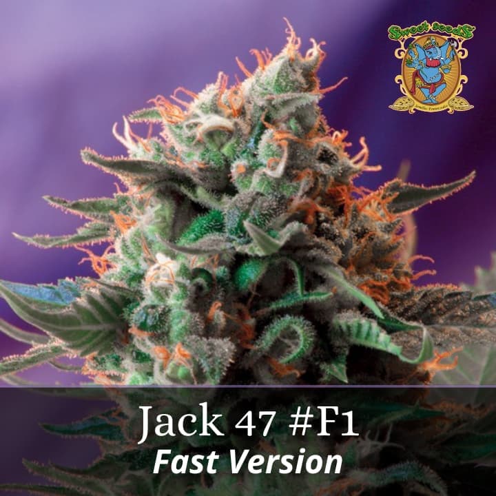 Jack 47 F1 Fast Version PROMO