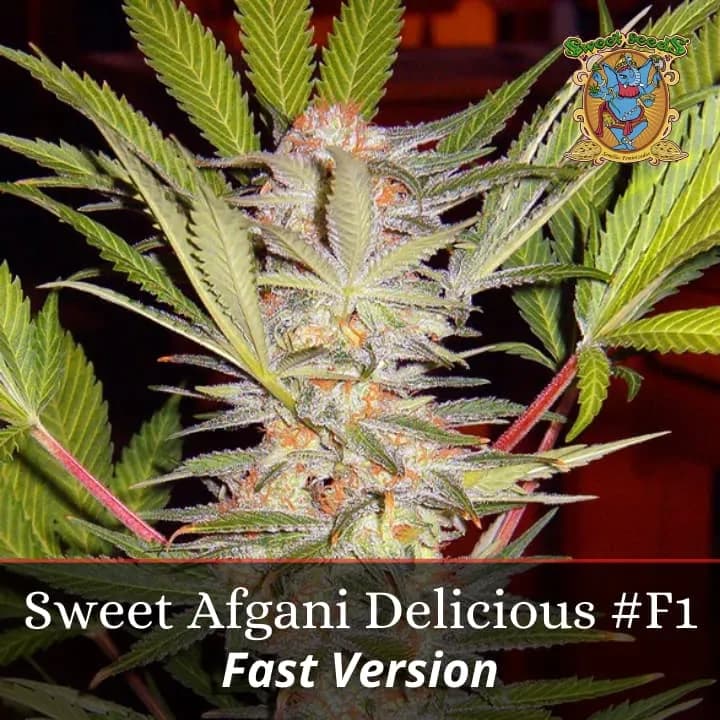 S.A.D. Sweet Afgani Delicious F1 Fast Version