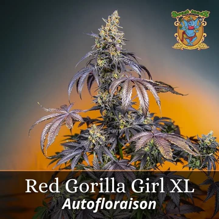 Red Gorilla Girl XL Auto PROMO