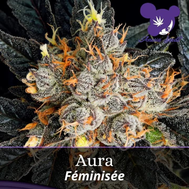 Aura