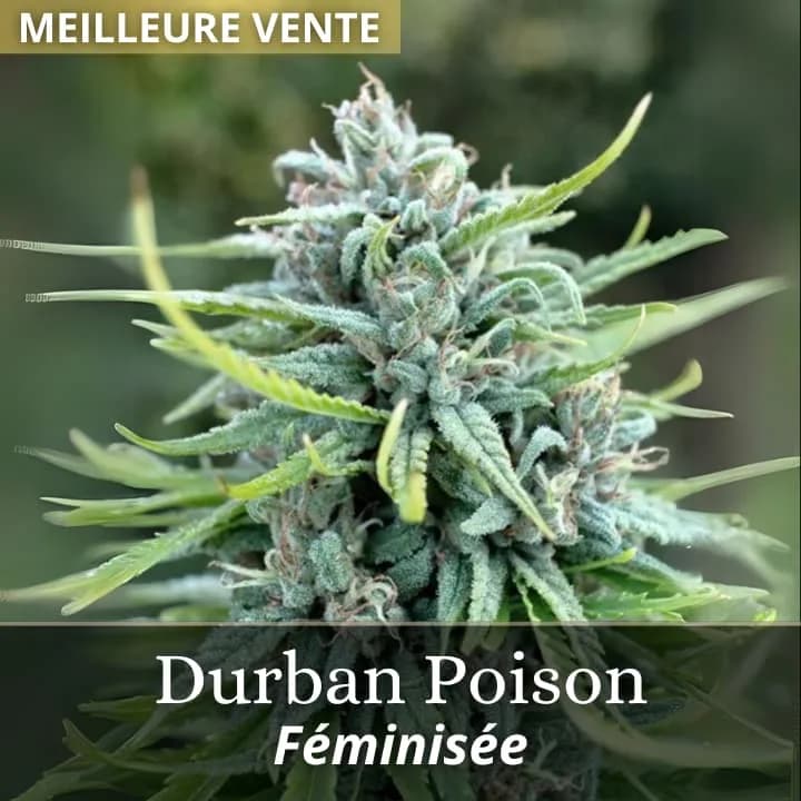 Durban Poison