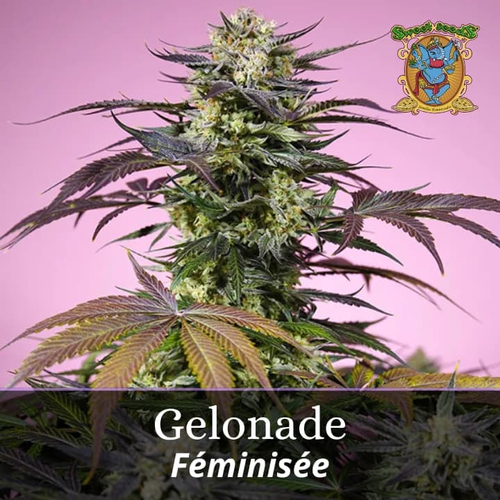 Gelonade PROMO