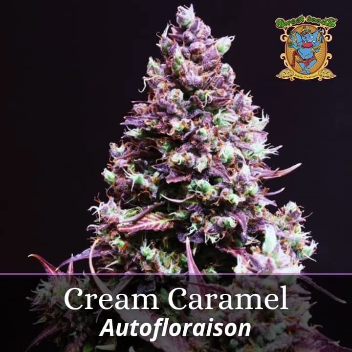 Cream Caramel Auto PROMO