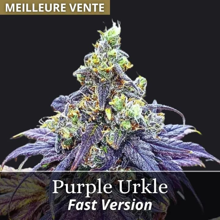 Purple Urkle Fast Version