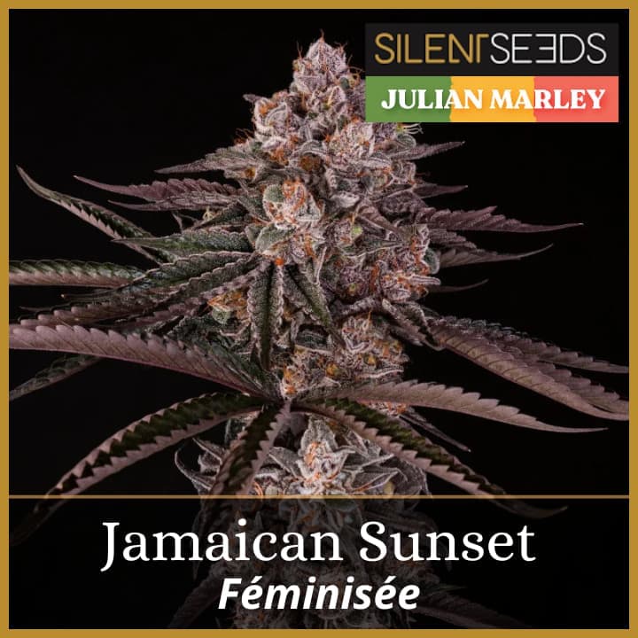 Jamaican Sunset