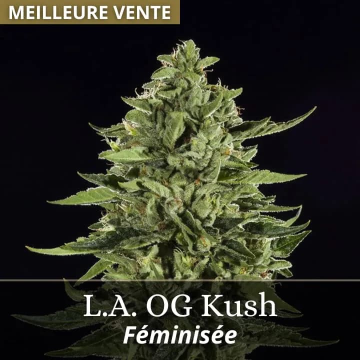 L.A. OG Kush