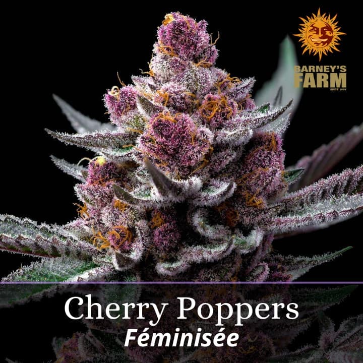 Cherry Poppers