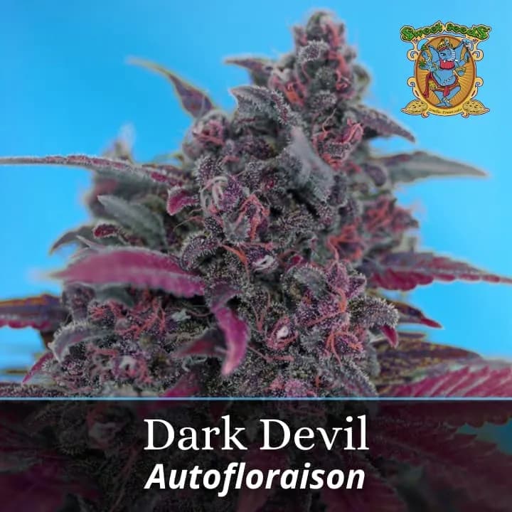 Dark Devil Auto PROMO