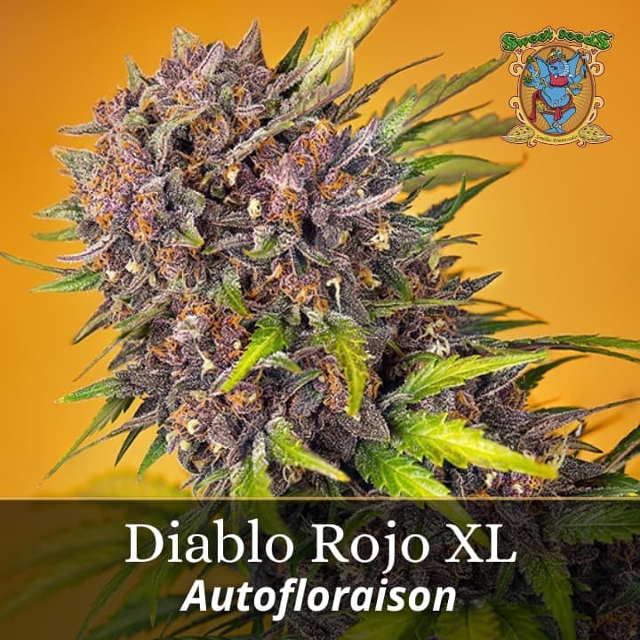 Diablo Rojo XL Auto PROMO