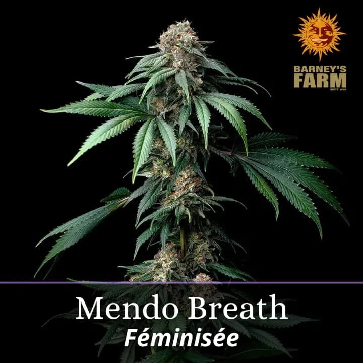 Mendo Breath