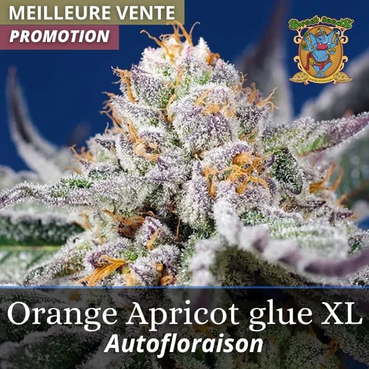 Orange Apricot Glue XL Auto PROMO