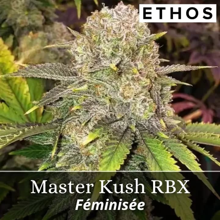 Master Kush RBX