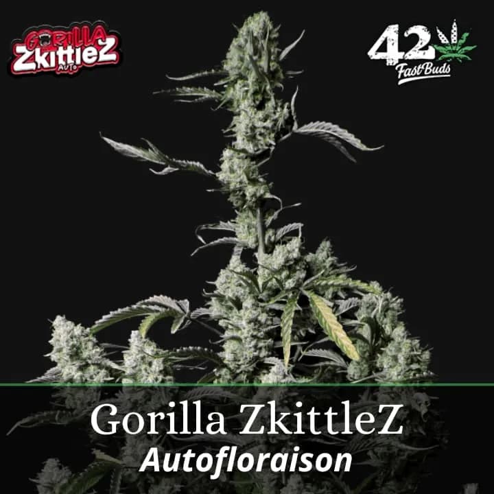 Gorilla ZkittleZ Auto PROMO