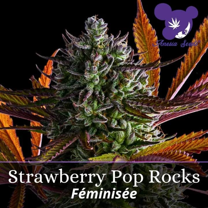 Strawberry Pop Rocks