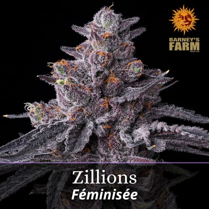 Zillions