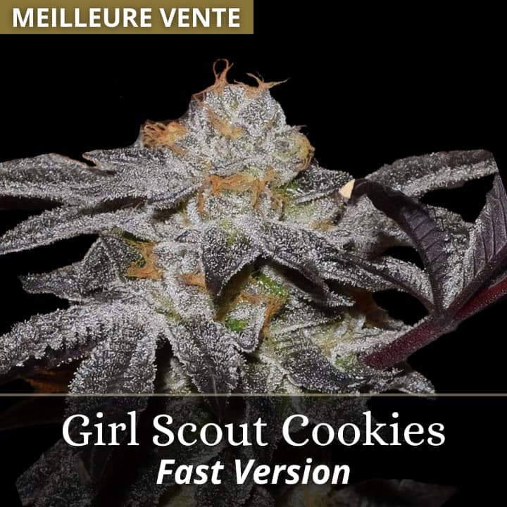 Girl Scout Cookies Fast Version