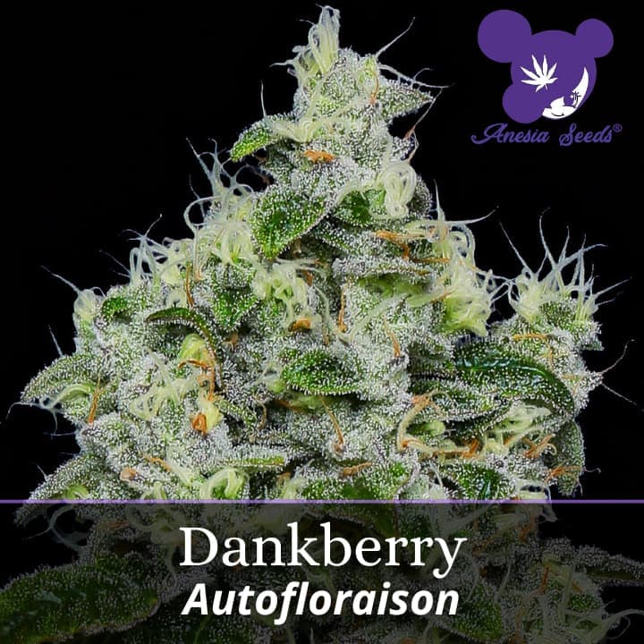 Dankberry Auto