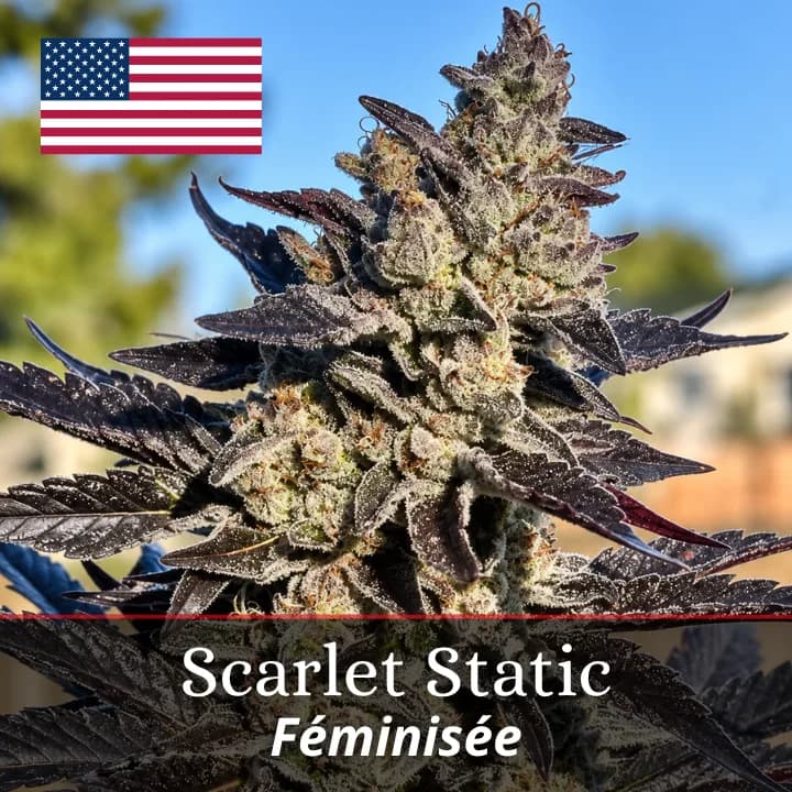 Scarlet Static