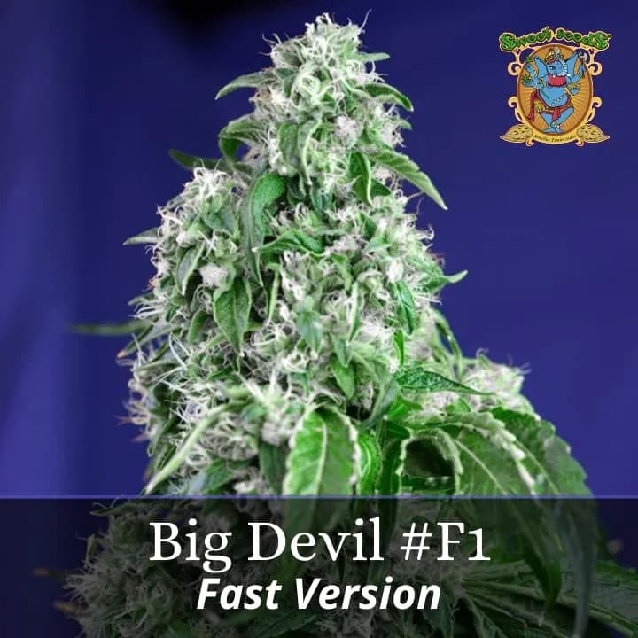 Big Devil F1 Fast Version