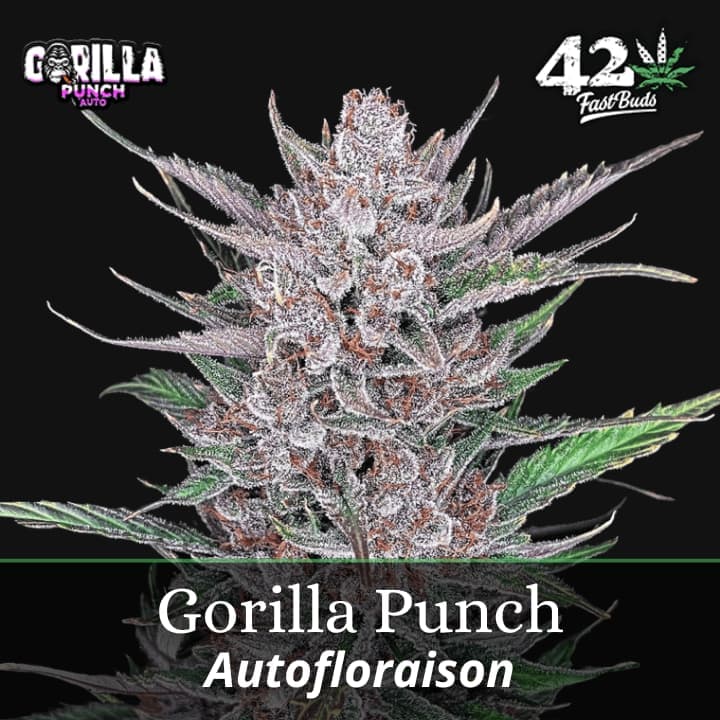 Gorilla Punch Auto PROMO