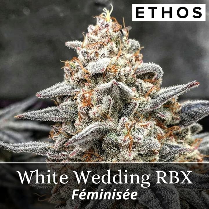 White Wedding RBX