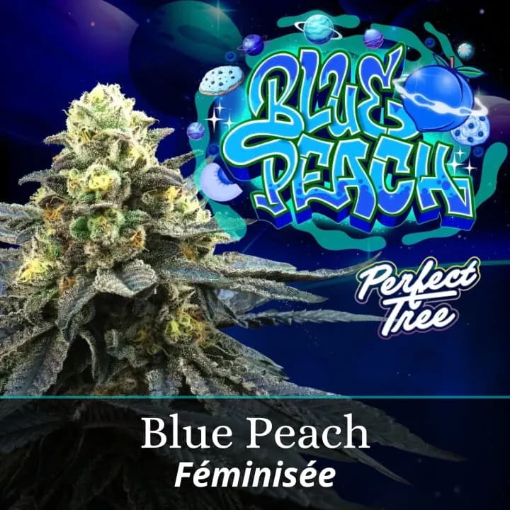 Blue Peach