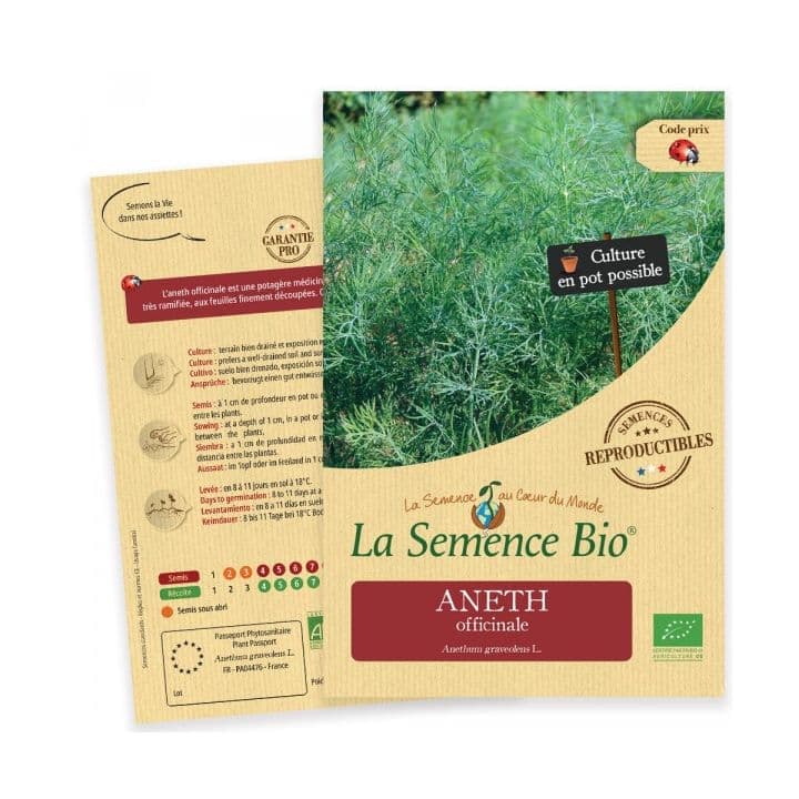 Aneth officinale