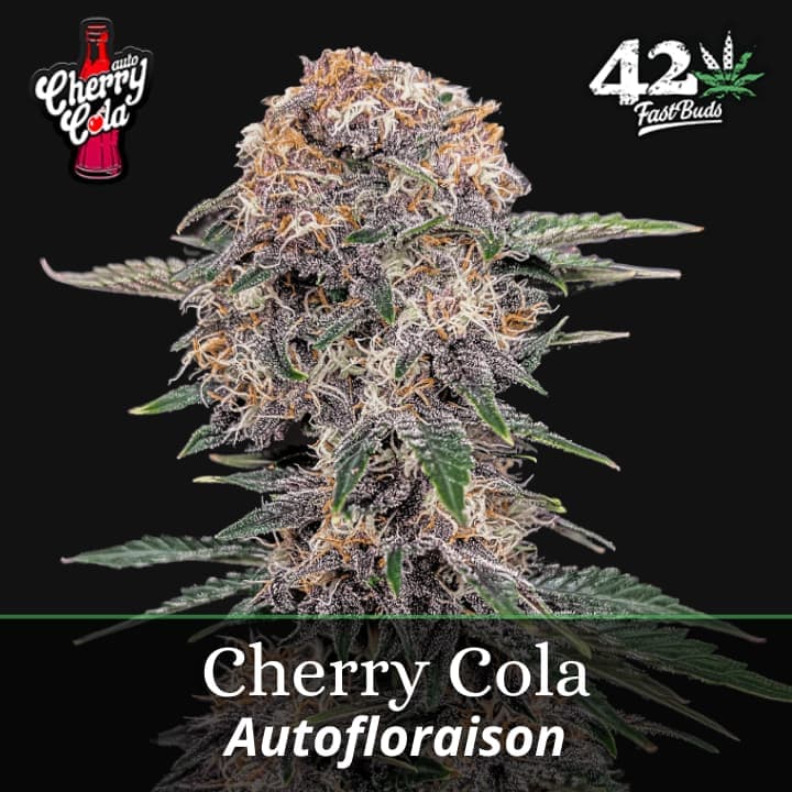 Cherry Cola Auto PROMO
