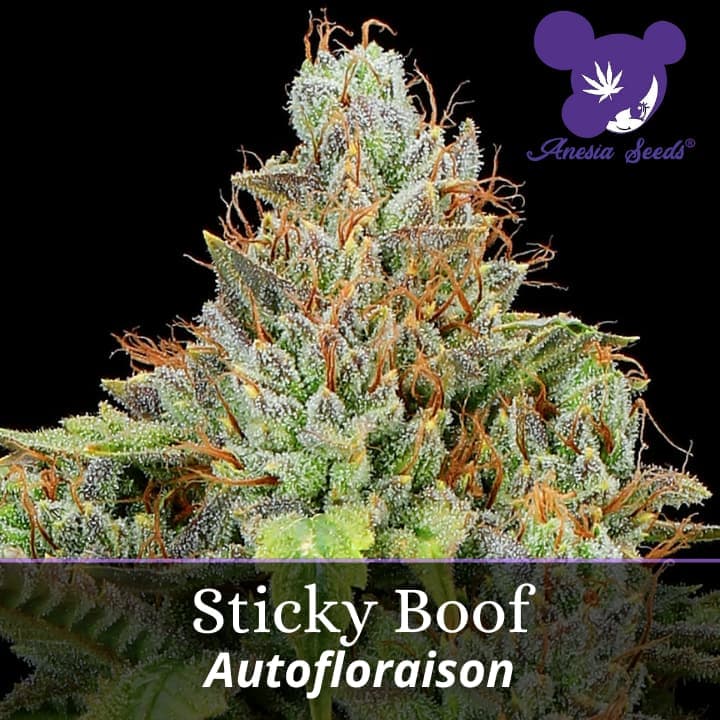 Sticky Boof Auto