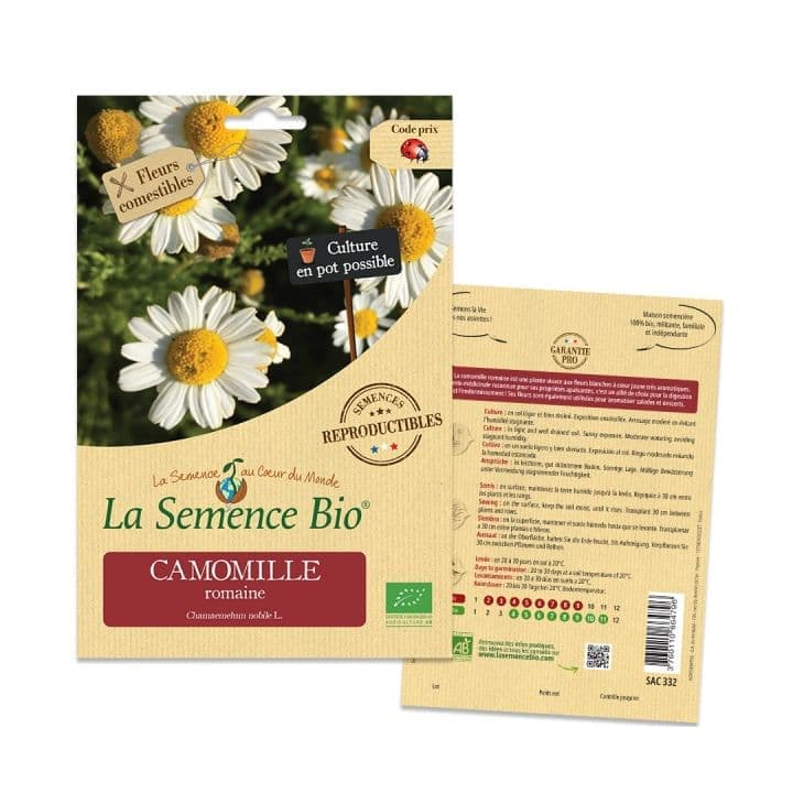 Camomille Romaine
