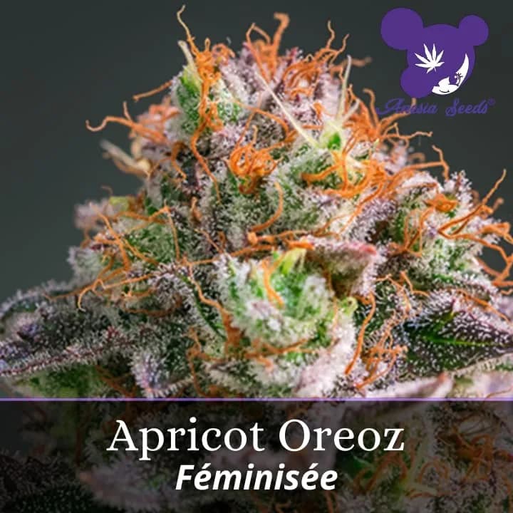 Apricot Oreoz