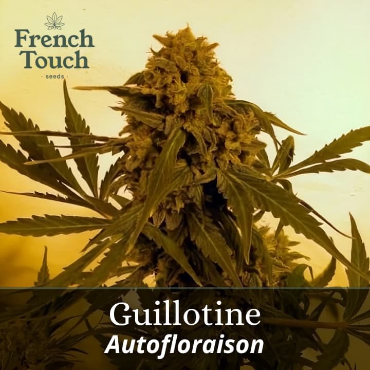 Guillotine Auto