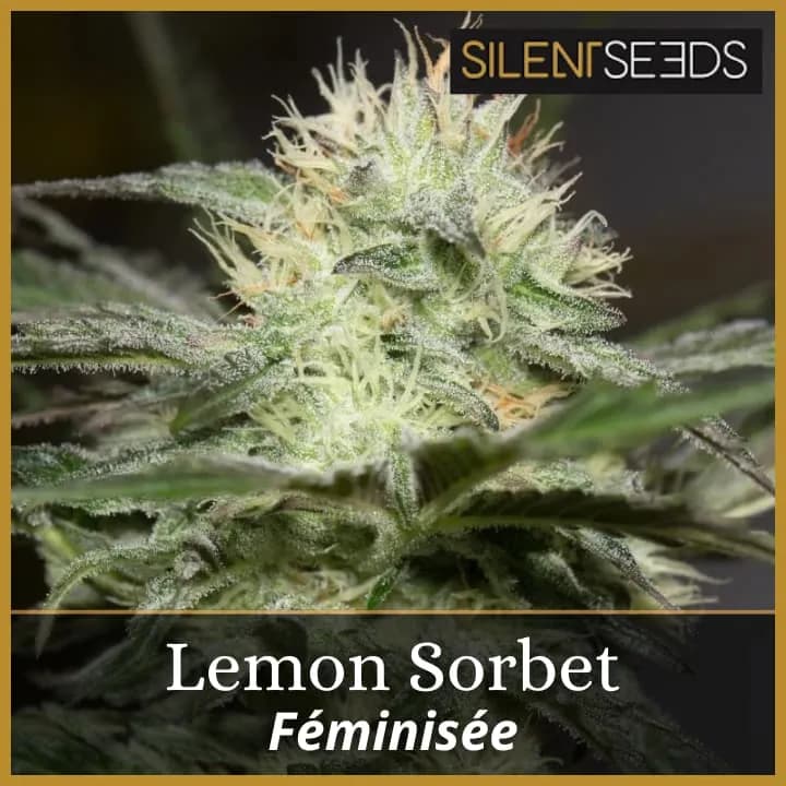 Lemon Sorbet