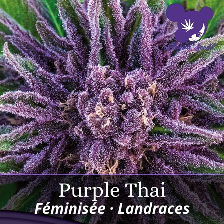 Purple Thai