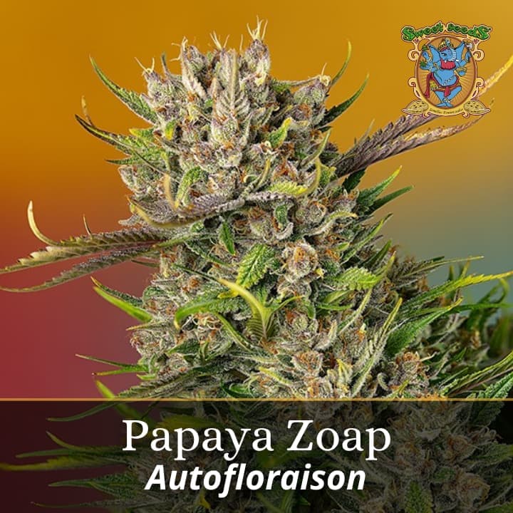 Papaya Zoap Auto PROMO