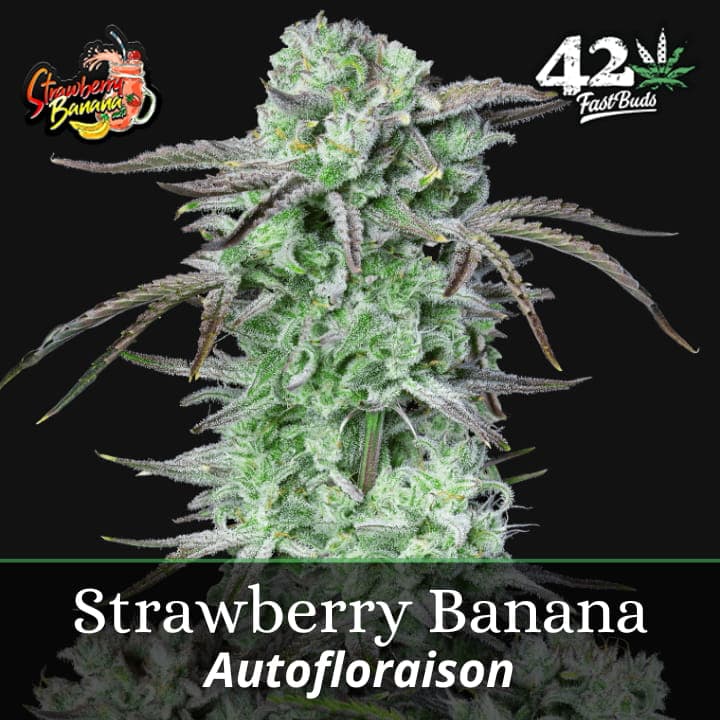 Strawberry Banana Auto