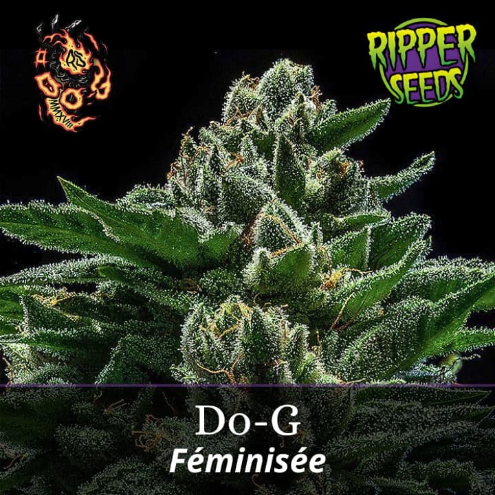 Do-G
