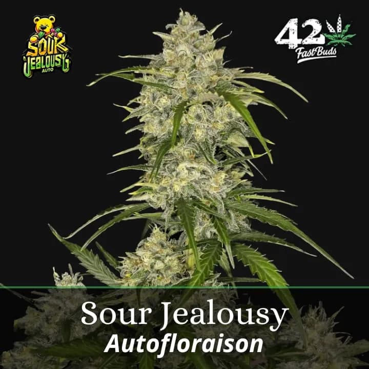 Sour Jealousy Auto PROMO