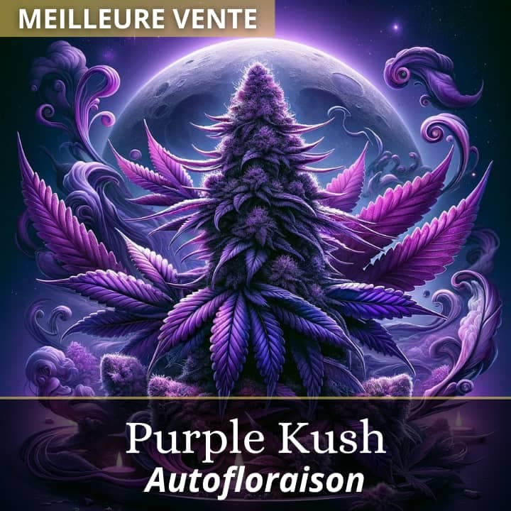 Purple Kush Auto