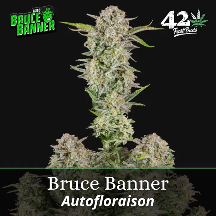 Bruce Banner Auto PROMO