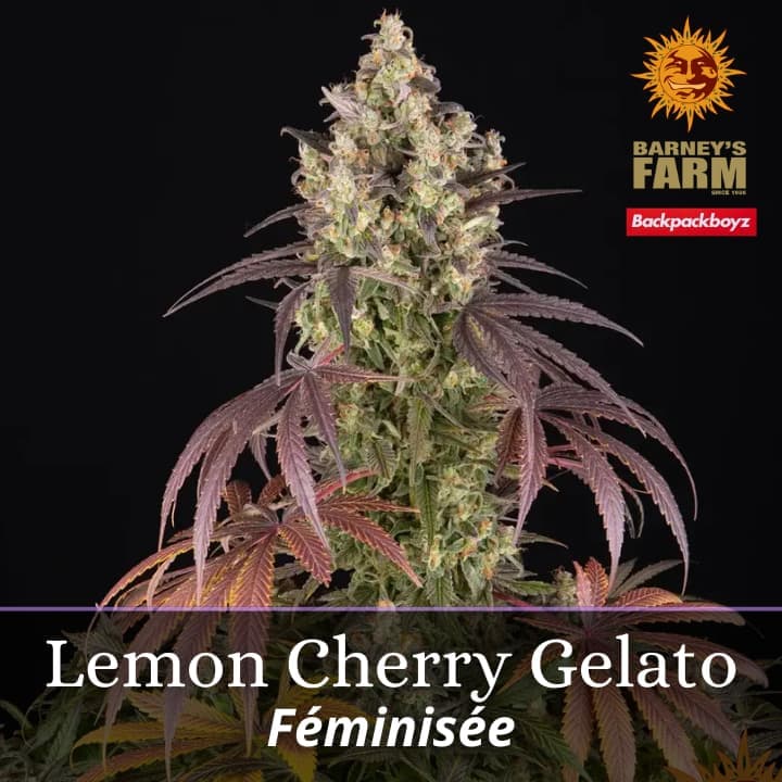 Lemon Cherry Gelato