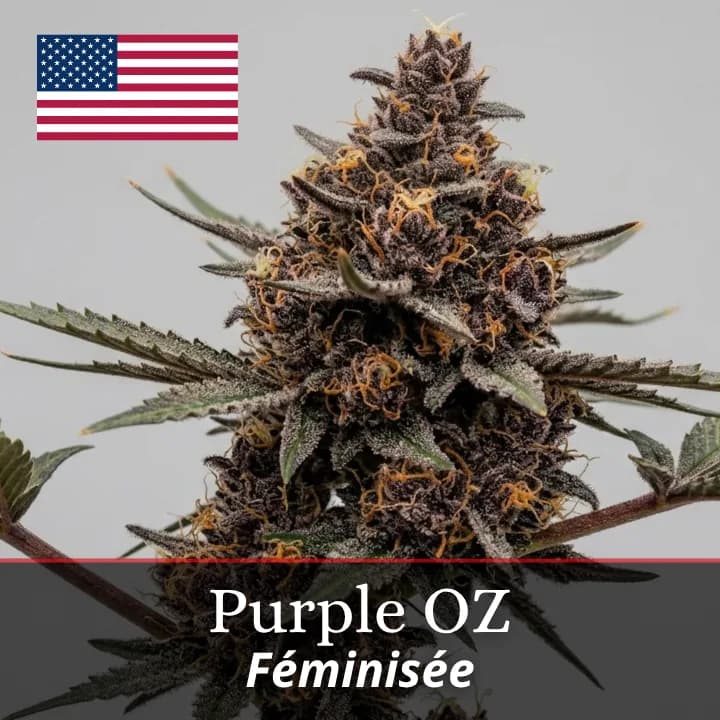 Purple OZ
